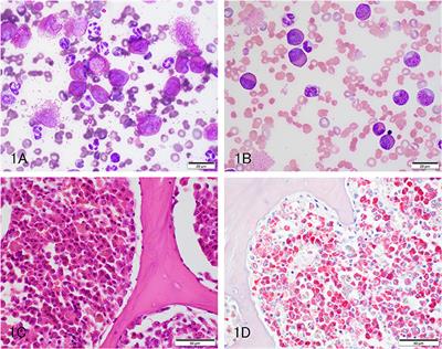 Clinicopathologic Findings of Spontaneous Leukemia in 9 Pet African Hedgehogs (Atelerix Albiventris)